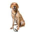 Dog and Field Cotton Rope Slip Lead