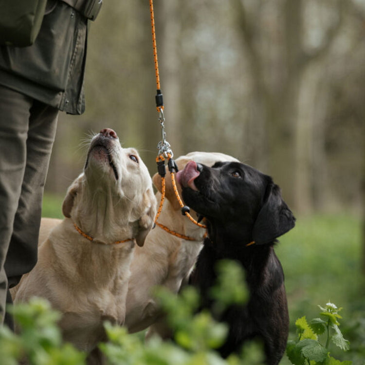 Dog and Field Pro Trialler Multi Dog Slip Lead