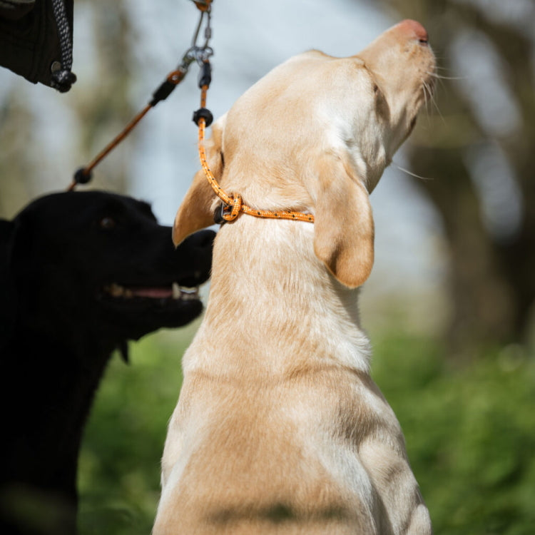 Dog and Field Pro Trialler Multi Dog Slip Lead