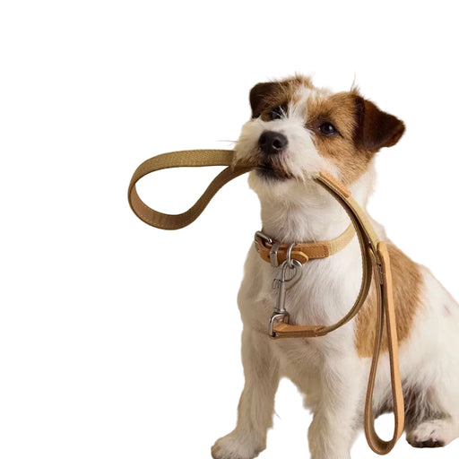 Joules Tan Dog Lead