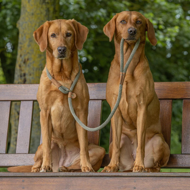 Ruff and Tumble Slim Slip Dog Lead - Moss