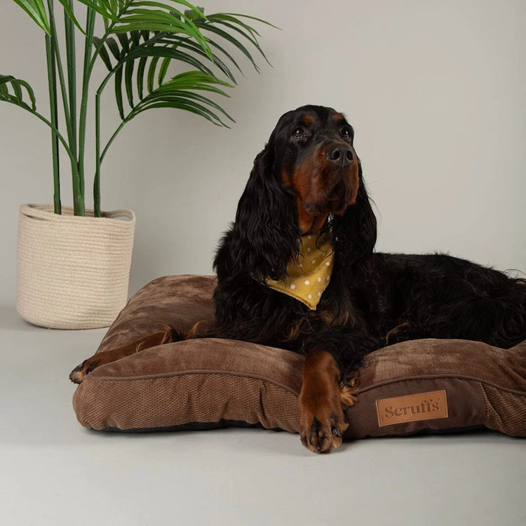 Scruffs Chester Dog Mattress - Chocolate - Large