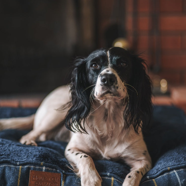 House of Paws Tweed Boxed Dog Duvet - Navy Check