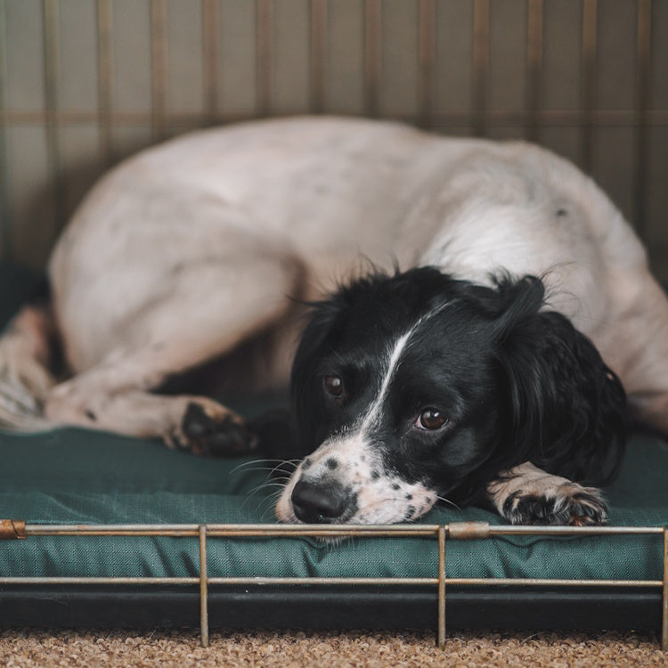 Water resistant dog crate mat hotsell