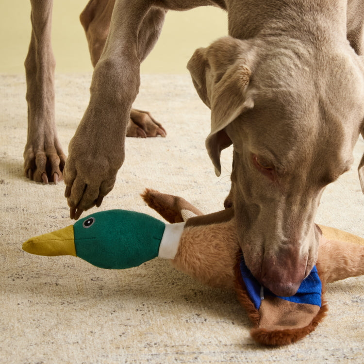 Joules Plush Printed Duck Dog Toy