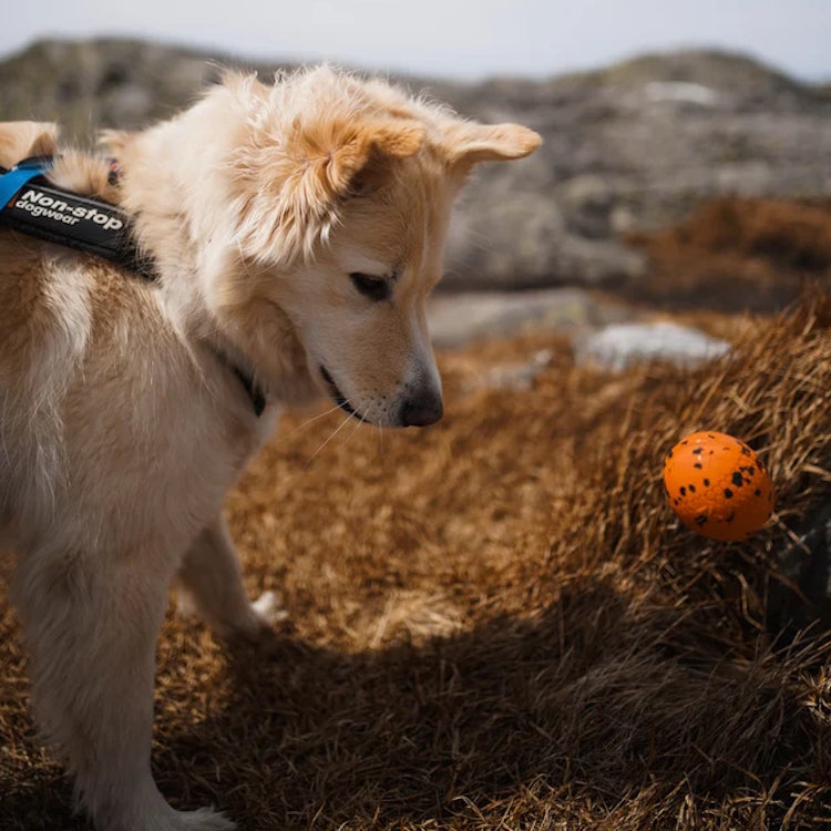 Non-Stop Dogwear Dog Ball - Orange/Black