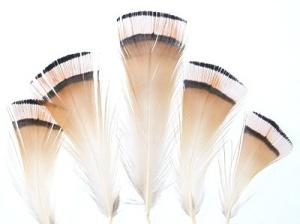 Golden Pheasant Tippet Feathers