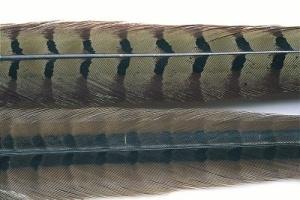 Cock Pheasant Centre Tails