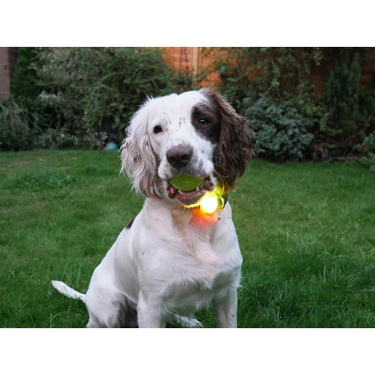 Rosewood Glow in the Dark Dog Football