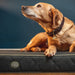 Le Chameau Cushion Dog Bed - Green