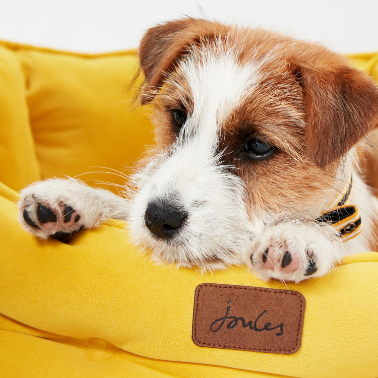 Joules Chesterfield Pet Bed Yellow John Norris