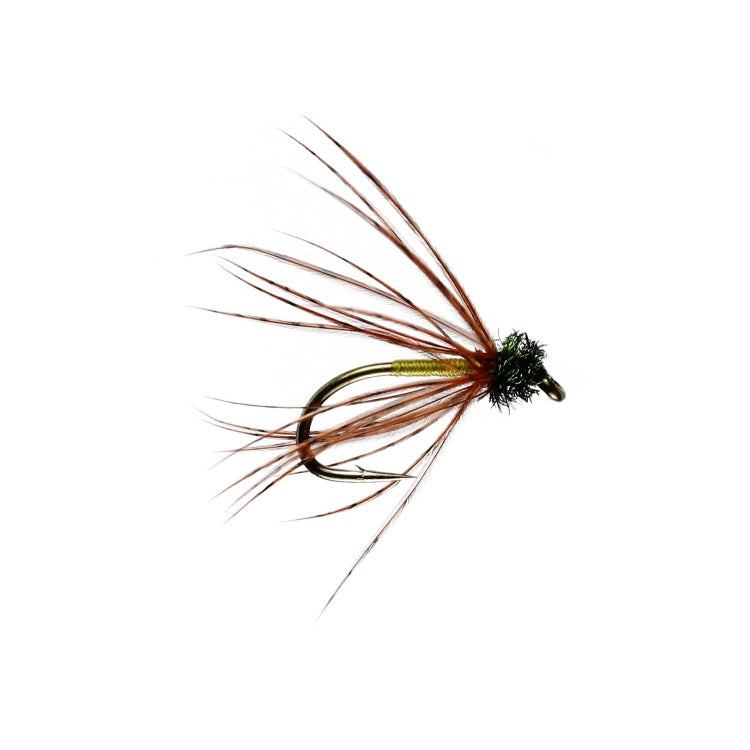 Brown Owl Spider