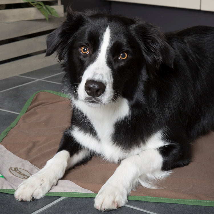 Scruffs Insect Shield Dog Blanket
