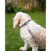 Rosewood Reflective Padded Dog Collar - Blue