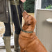 Sophie Allport Dog Collar - Forest Green