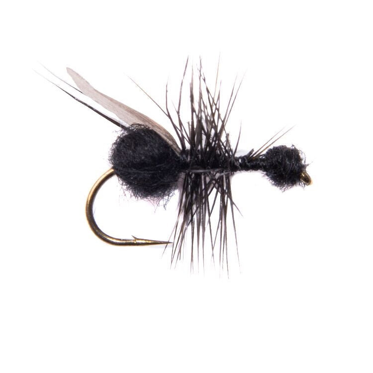 Black Ant Flies