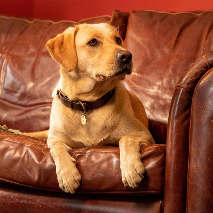 Le Chameau Leather Dog Collar - Dark Brown