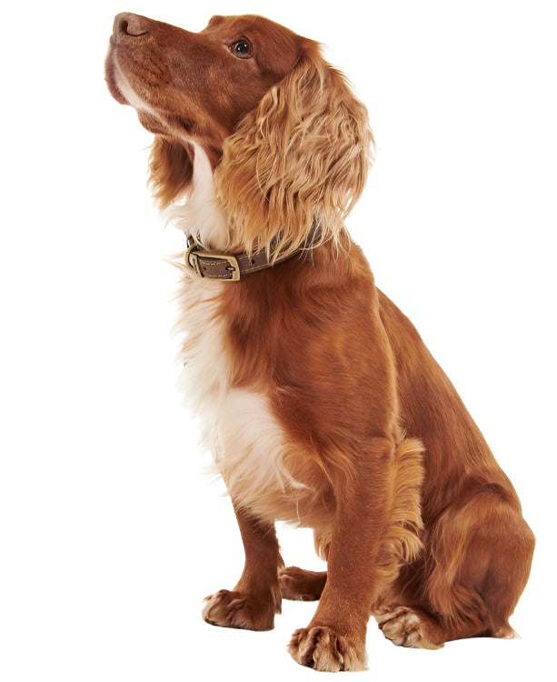 Barbour Leather Dog Collar John Norris