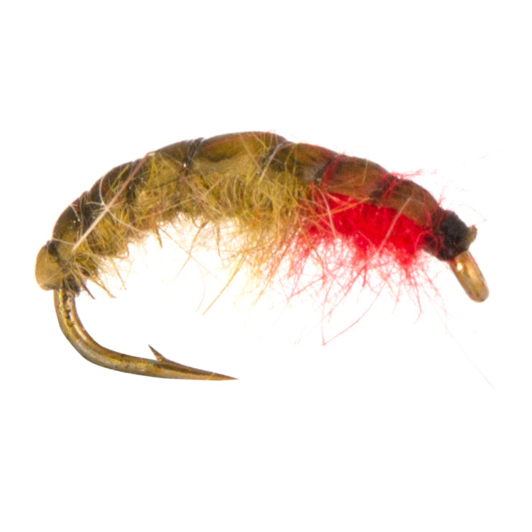 Czech Nymph Rhyacophlya