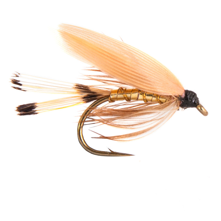 Copper Sea Trout
