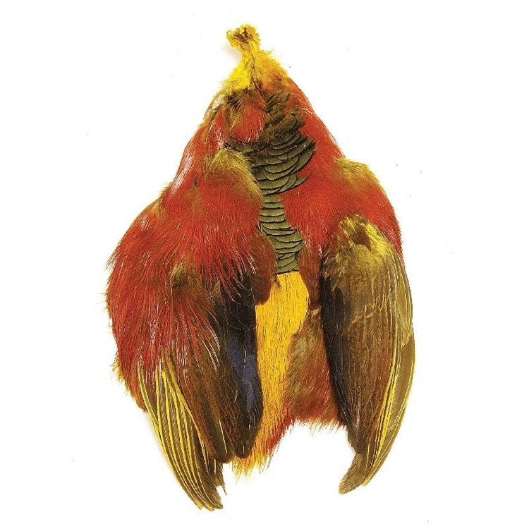 Golden Pheasant Body