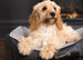 Scruffs Windsor Box Dog Bed - Charcoal - Medium