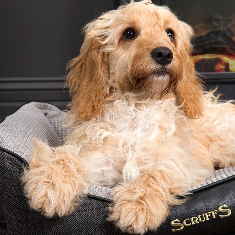 Scruffs Windsor Box Dog Bed - Charcoal - Small