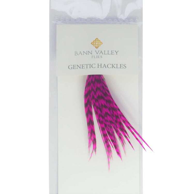 Bann Valley Genetic Hackles - Grizzle Dyed Magenta