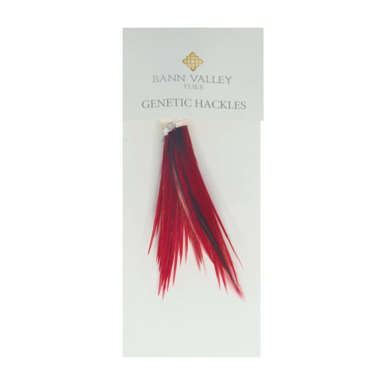 Bann Valley Genetic Hackles - Badger Dyed Red