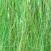 Hot Greenlander Green
