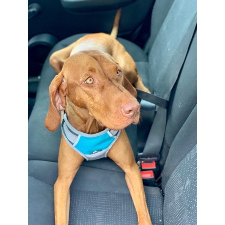 Henry Wag Dog Travel Harness