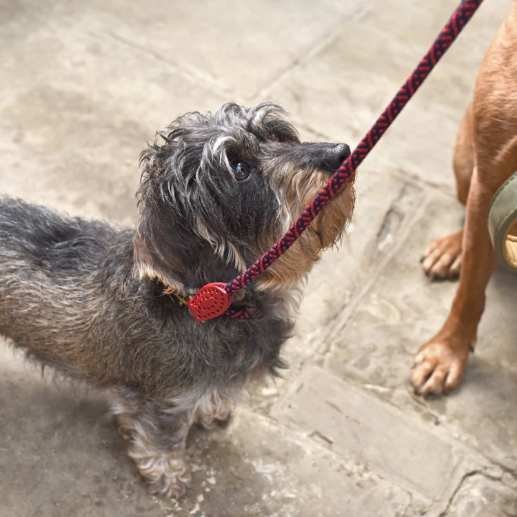 Sophie Allport Rope Dog Lead - Red