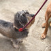 Sophie Allport Rope Dog Lead - Red