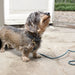Sophie Allport Rope Dog Lead - Teal