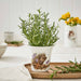 Wrendale Designs New Beginnings Flower/Herb Pot