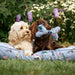 Joules Rainbow Dogs Comfort Bone Dog Toy