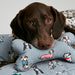 Joules Rainbow Dogs Comfort Bone Dog Toy