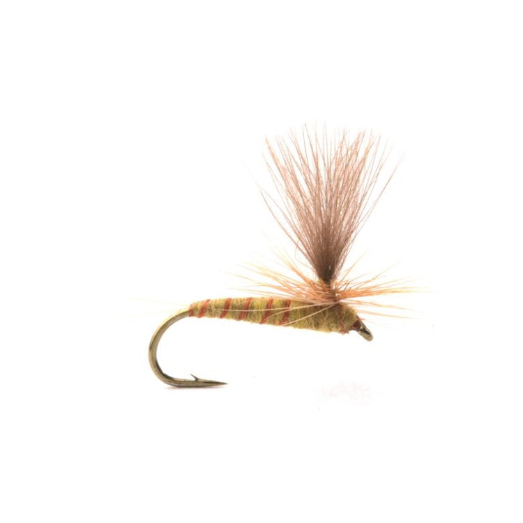 Ignita Flies