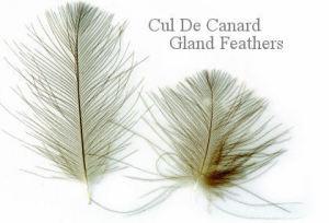 Cul de Canard Gland Feathers
