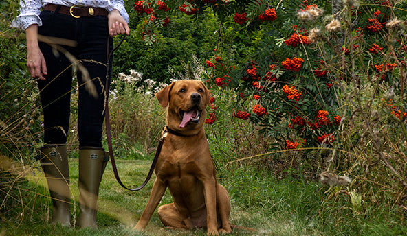 Le Chameau Leather Dog Lead - Dark Brown